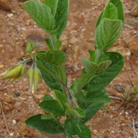 Crotalaria scabrella Wight & Arn.